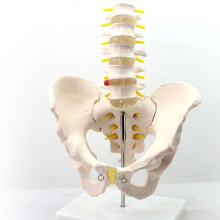 PELVIS05(12342) Medical Science Professional Medical Model Life-Size Pelvis with 5pcs Lumbar Vertebrae Anatomy